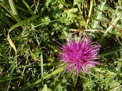 fleur sauvage, Vallée de Somme