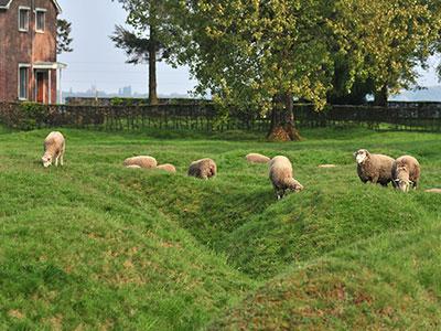 beaumont hamel tranchees moutons, Somme