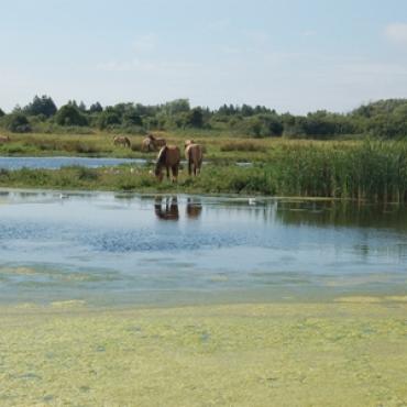 Chevaux au marée de La Bassée, Le Crotoy, Baie de Somme